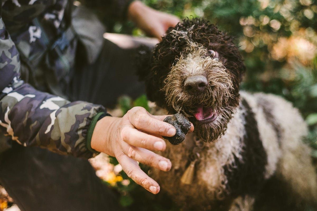 Genius eventi team building in tuscany truffle hunting